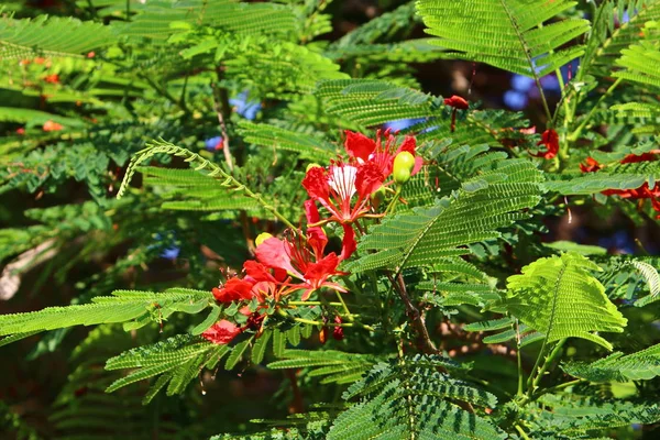 Imagens da natureza macro — Fotografia de Stock