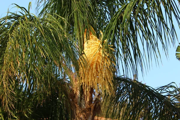 Doğa makro resimleri — Stok fotoğraf