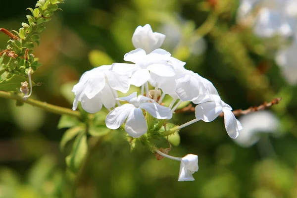 Fotos de la naturaleza macro —  Fotos de Stock