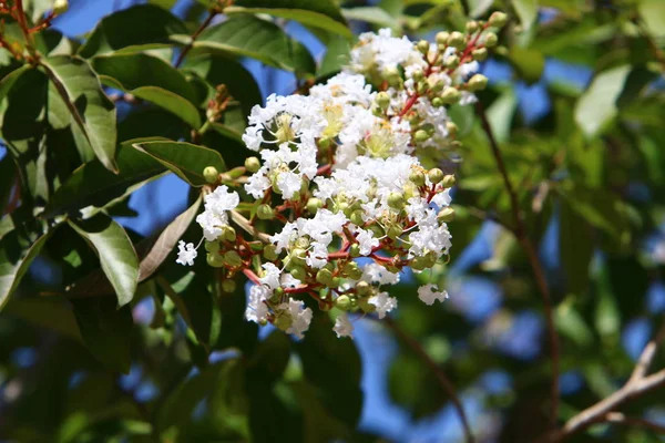 Doğa makro resimleri 