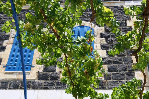 В саду зрелый виноград — стоковое фото
