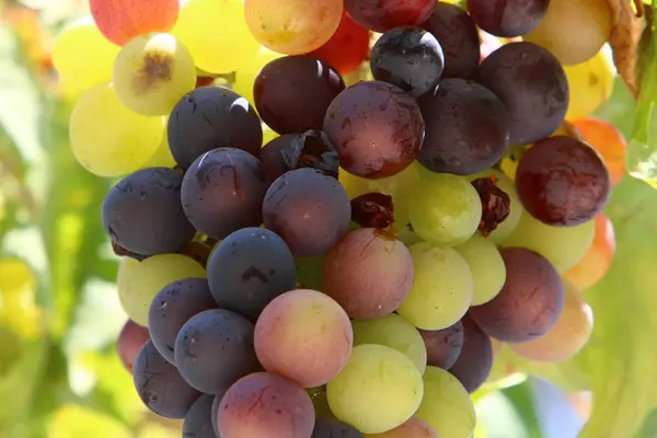 In the garden ripe grapes — Stock Photo, Image