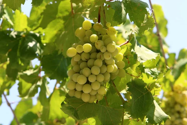 In the garden ripe grapes — Stock Photo, Image