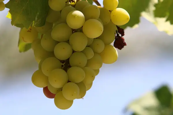 In the garden ripe grapes — Stock Photo, Image