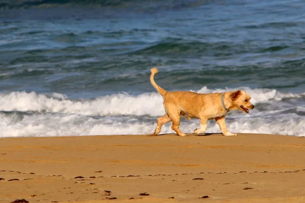 Shore of the Mediterranean Sea — Stock Photo, Image