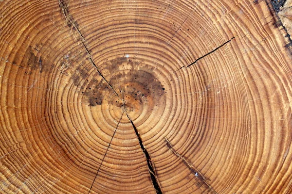 Megtekintése és a textúra a fa — Stock Fotó