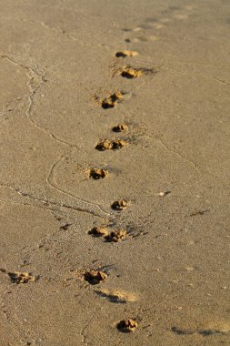 Kumda ayak izleri 