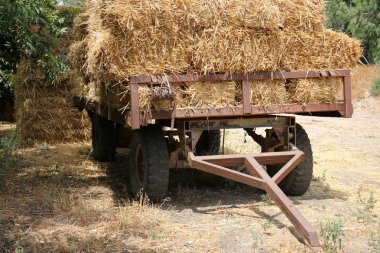 Kuru saman olduğunu 