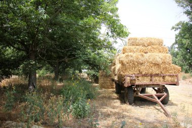 Kuru saman olduğunu 