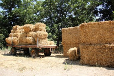 Kuru saman olduğunu 