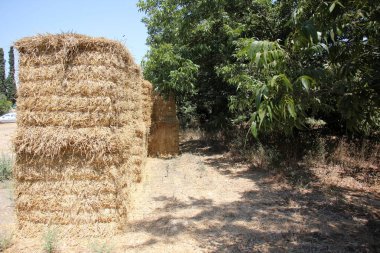Kuru saman olduğunu 