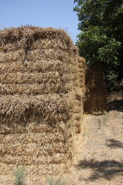 Kuru saman olduğunu 