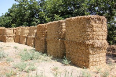 Kuru saman olduğunu 