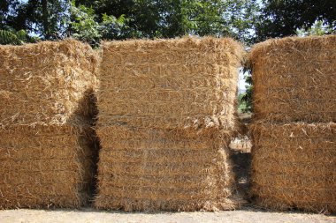 Kuru saman olduğunu 