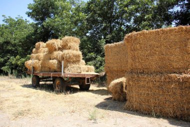 Kuru saman olduğunu 