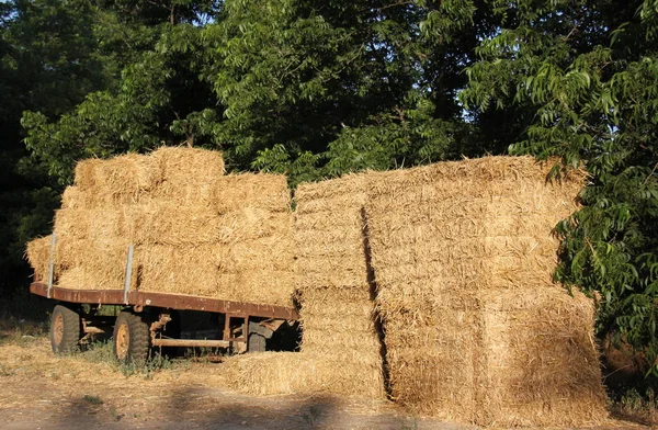 Il ya de la paille sèche — Photo