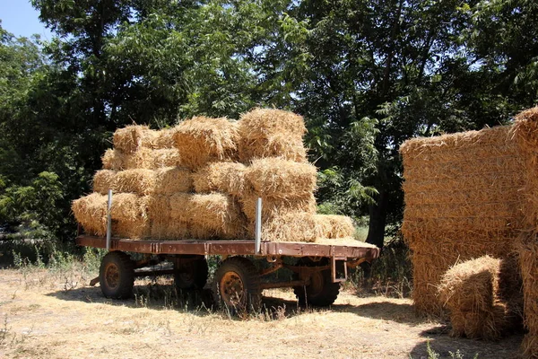 Kuru saman olduğunu 