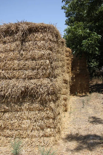 Kuru saman olduğunu 