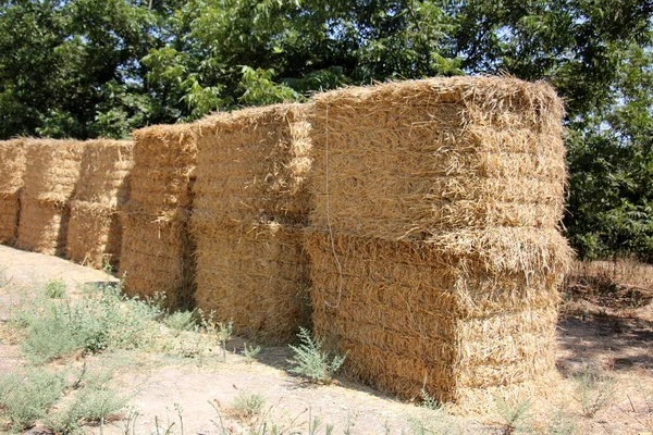 Kuru saman olduğunu 