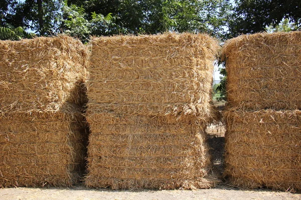 There is dry straw — Stock Photo, Image
