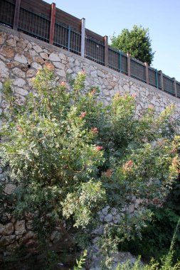 Çitin her zaman sınırı olduğunu 