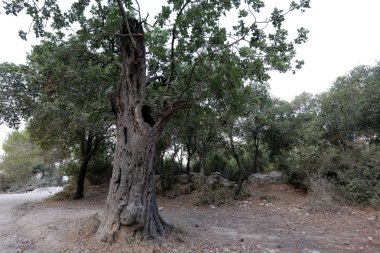 Doğa ve çiçekler makro 