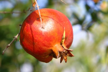 Doğa ve çiçekler makro 