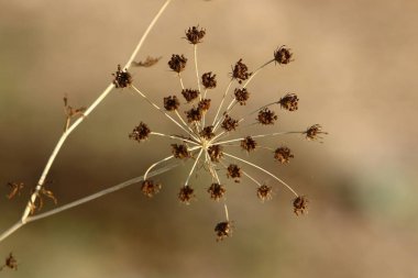 Doğa ve çiçekler makro 