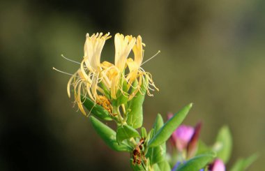 Doğa ve çiçekler makro 