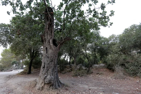 Doğa ve çiçekler makro 