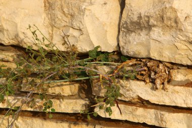 road yakınındaki taş 