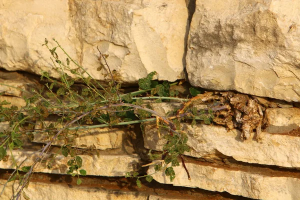 road yakınındaki taş 