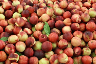 Meyveler ve meyveler 