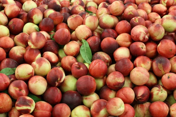 Meyveler ve meyveler 