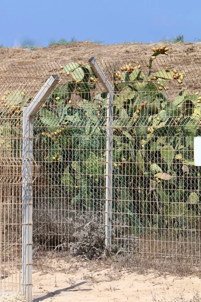 the fence is always the border