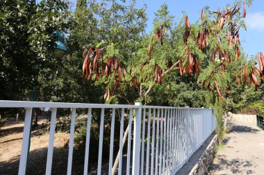 Çitin her zaman sınırı olduğunu 