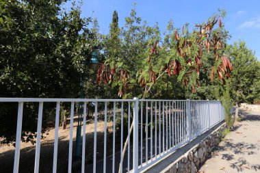 Çitin her zaman sınırı olduğunu 