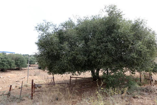 Çitin her zaman sınırı olduğunu 
