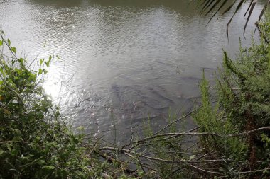 Ein Afek - nature reserve 