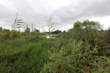 Ein Afek - nature reserve 