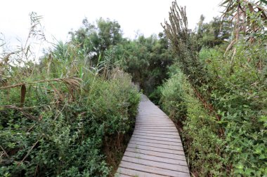 Ein Afek - nature reserve 