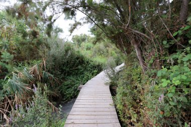 Ein Afek - nature reserve 
