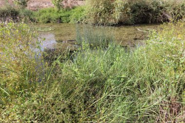 Ein Afek - nature reserve 