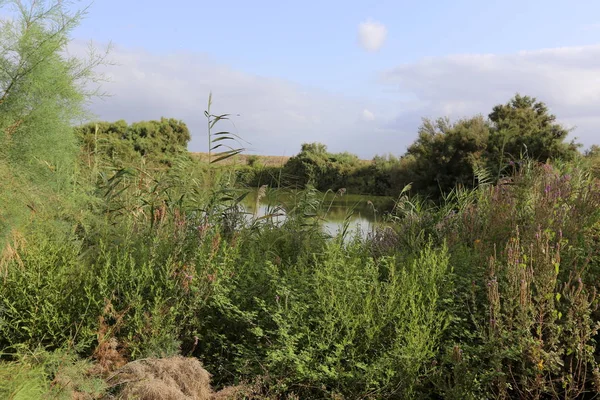 Ein Afek - nature reserve 