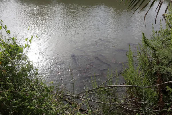 Ein Afek - nature reserve 