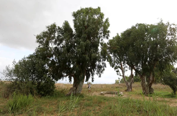 Ein Afek - nature reserve 