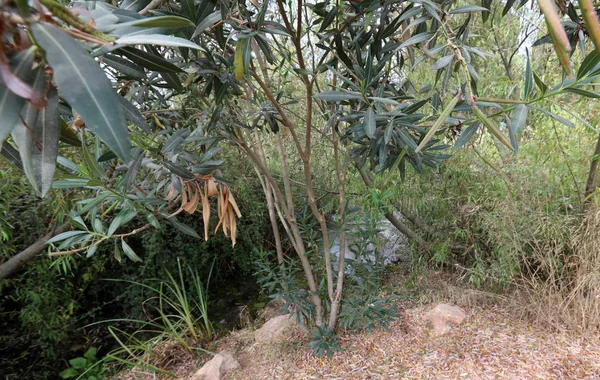 Ein Afek - nature reserve 