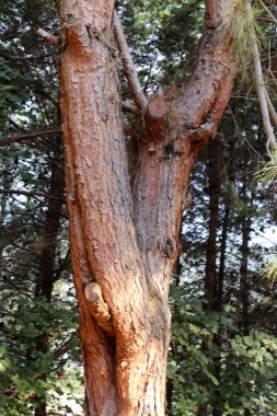 ahşap parçaları dokusuna 
