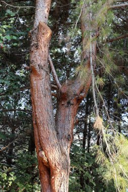 ahşap parçaları dokusuna 