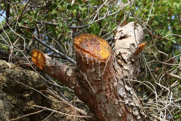 Ahşap parçaları dokusuna — Stok fotoğraf